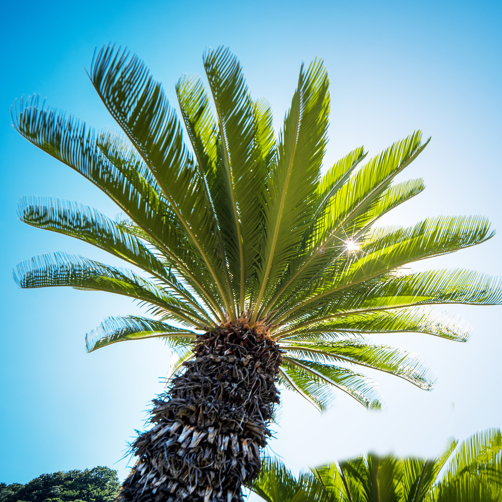 千葉県館山市の造園会社 中島造園