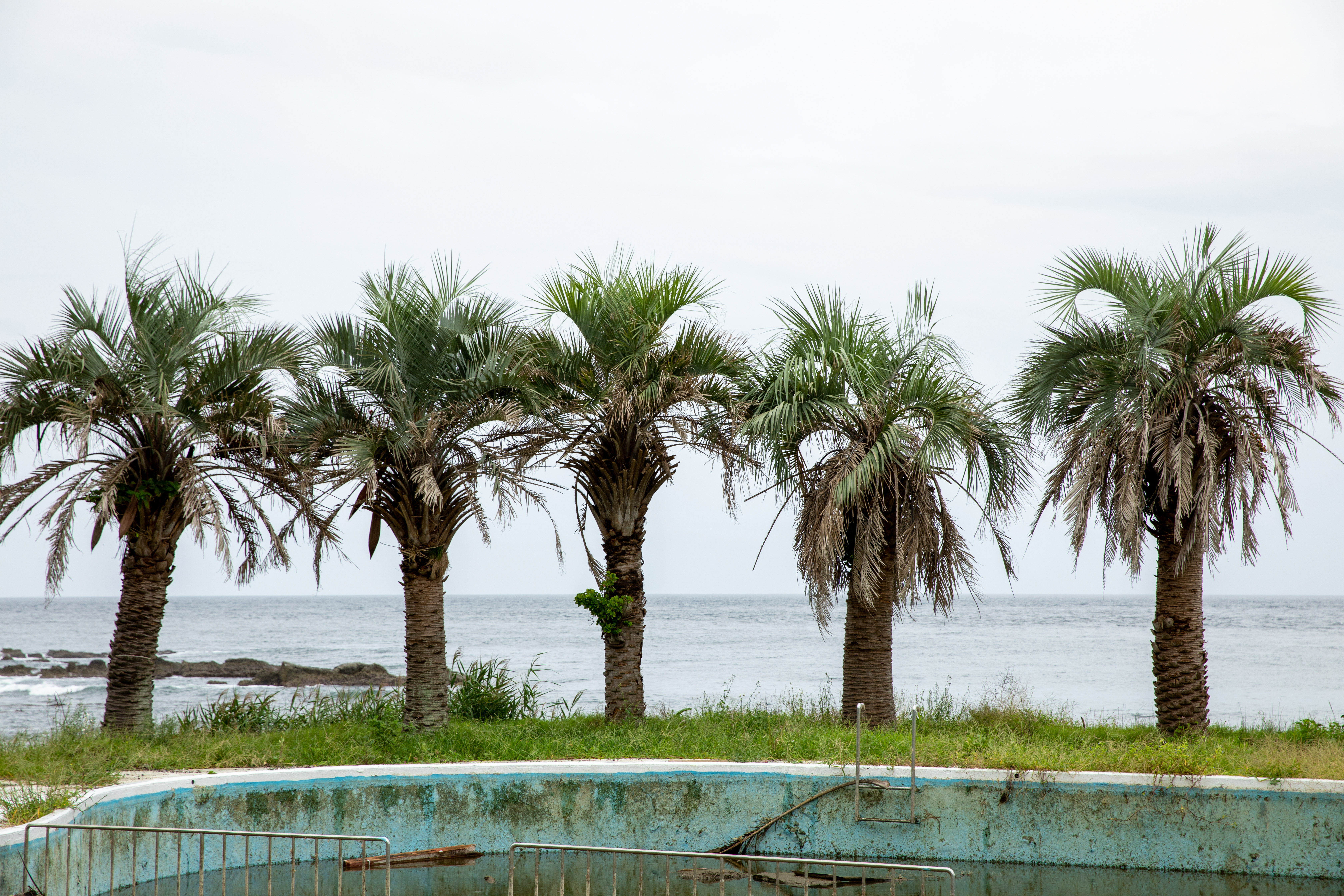 あなたの街でも育てられる？地域別・ヤシの木おすすめ品種ガイド【全国