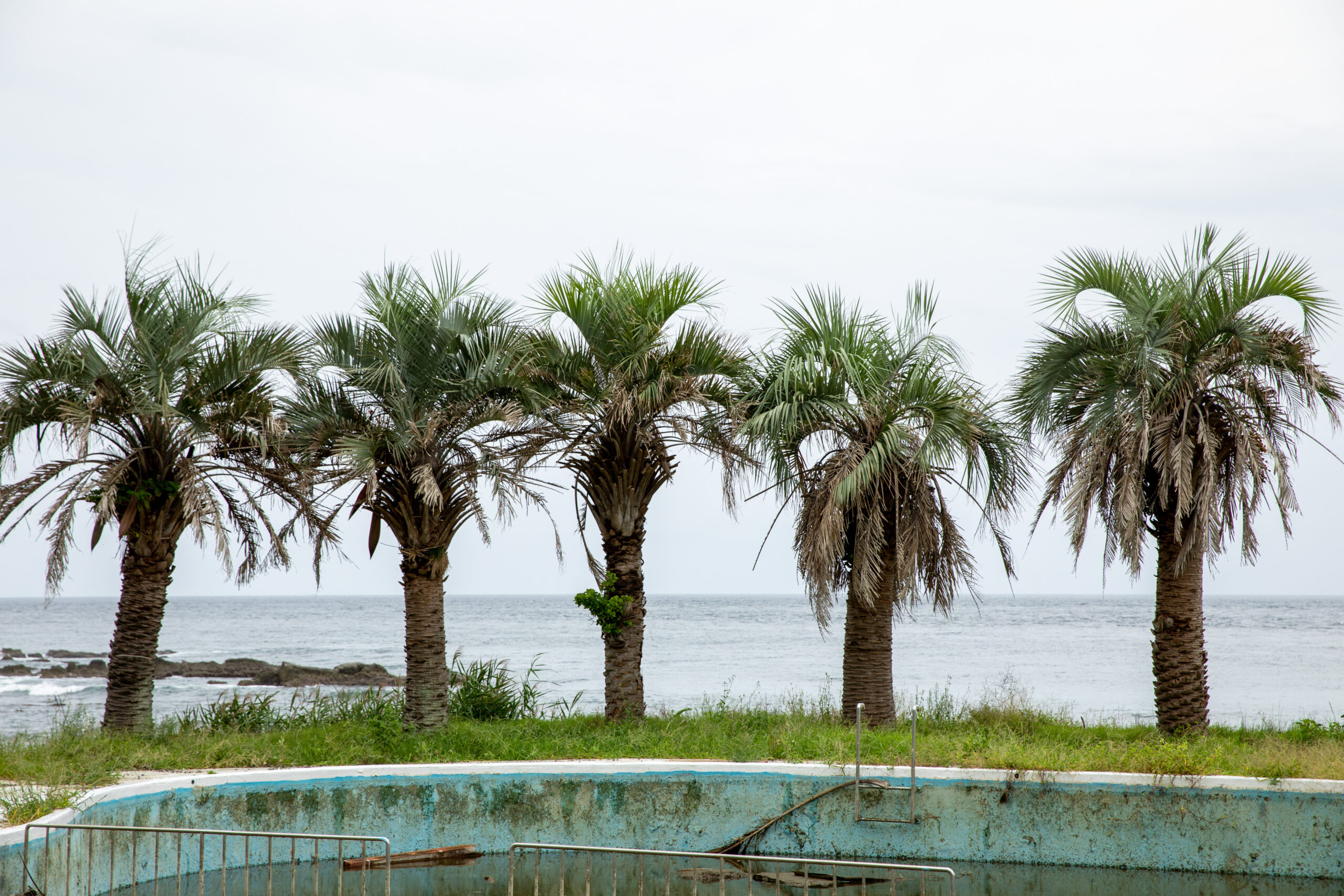 ヤシの木 | 株式会社中島造園