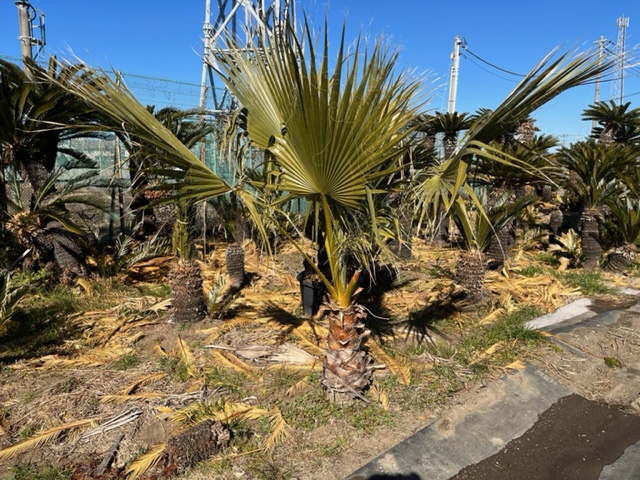 ワシントンヤシ H2.5m