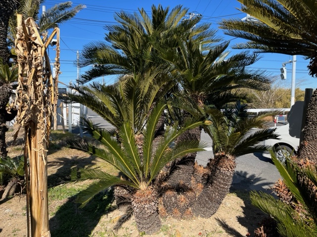 ココスヤシ フラワー・ガーデニング ソテツ 蘇鉄！