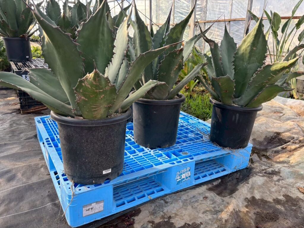 ソテツ通販で始める南国スタイルの庭｜全国発送対応の中島造園 | 株式 