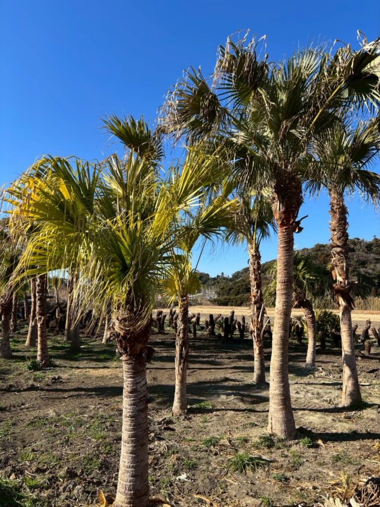 ソテツ通販で後悔しないための考え方｜全国発送で選ばれる理由 | 株式