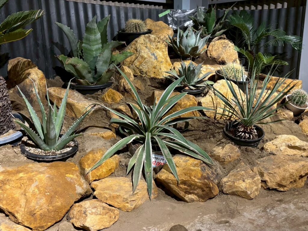 ソテツの豆知識まとめ庭に植える前に知っておくと後悔しない話 | 株式 