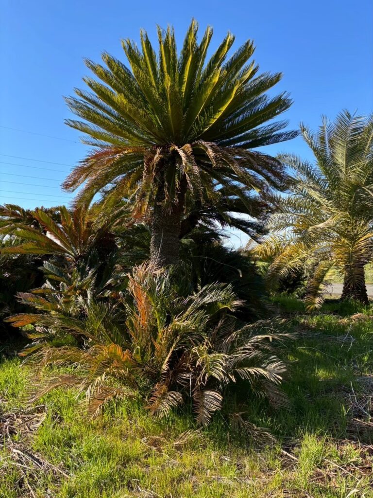 ココスヤシを鉢植えで育てる！失敗しないサイズと選び方のポイント