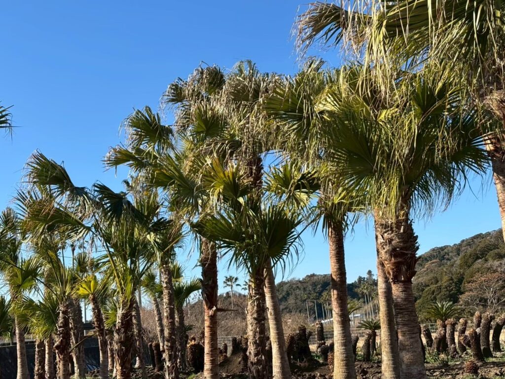 ヤシの木 私のヤシの木はどうしたの？ : r/arborists