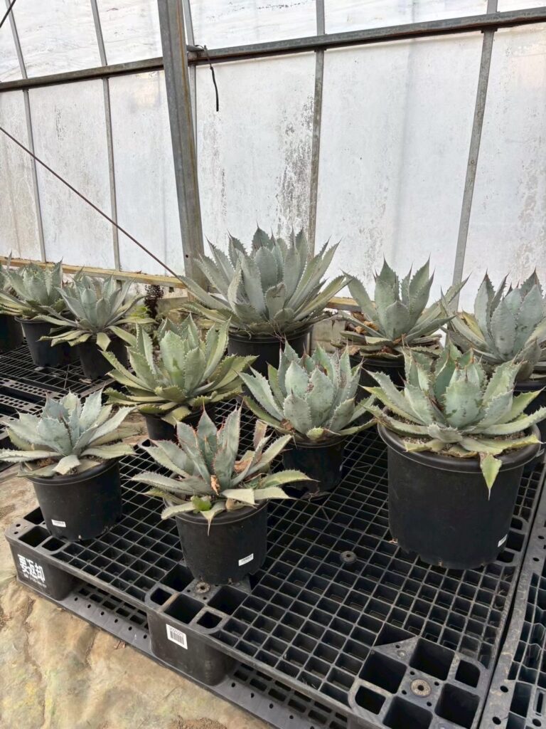 現品発送】送料無料 ミキナシサバル 鉢植え ドライガーデン 南国風