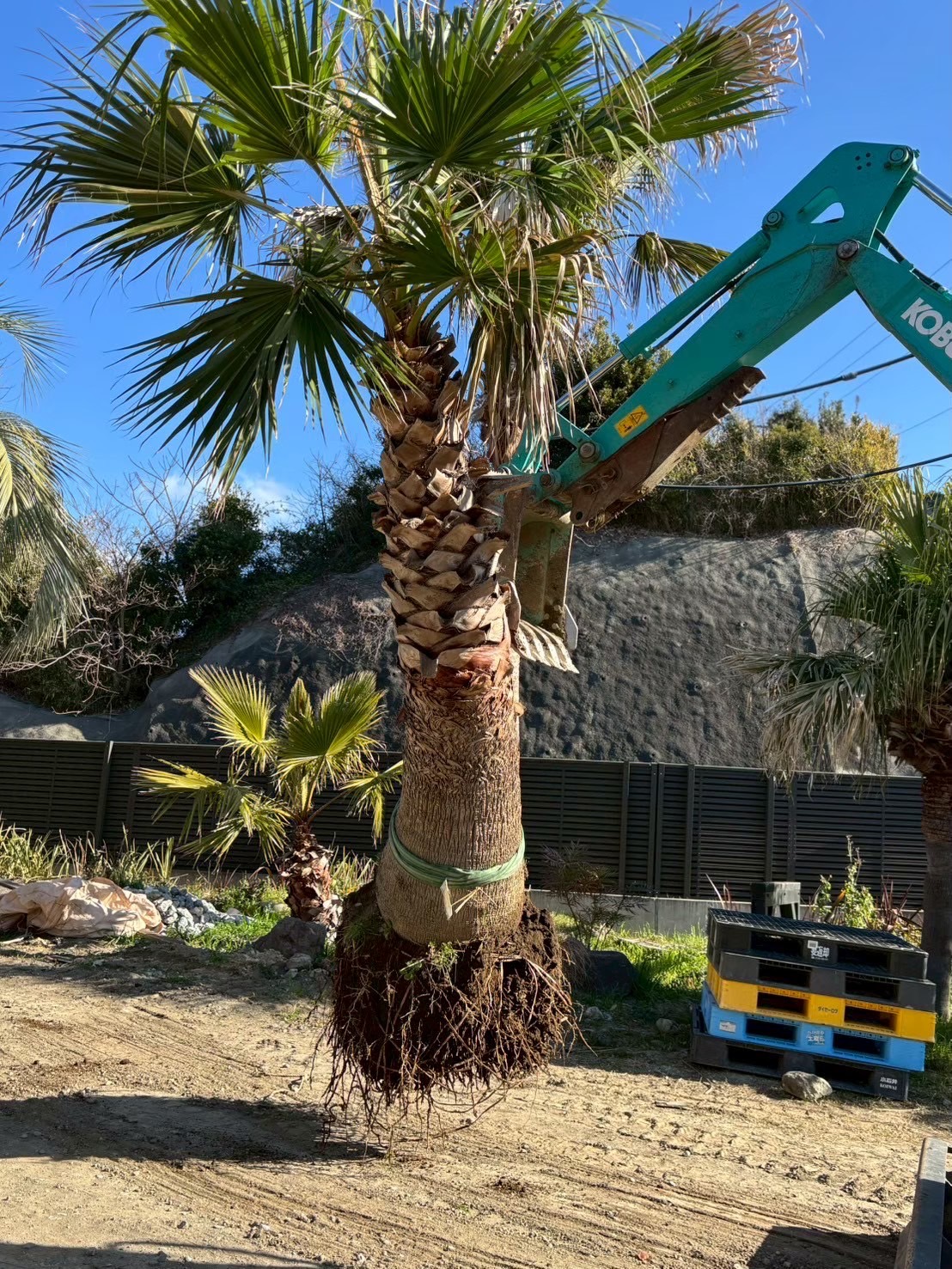 ワシントンヤシ　地植え　【横浜市引き取り可能な方】 圧巻の存在感】ワシントンヤシで庭を劇的に変える！街路樹級の迫力と